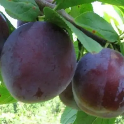 Слива СТАРТОВАЯ в Могилёве