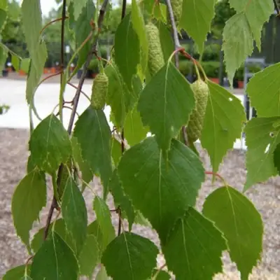 Береза ФАСЦИНЕЙШЕН белая  в Могилёве
