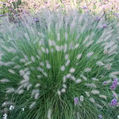 Пеннисетум ХАМЕЛН в Могилёве