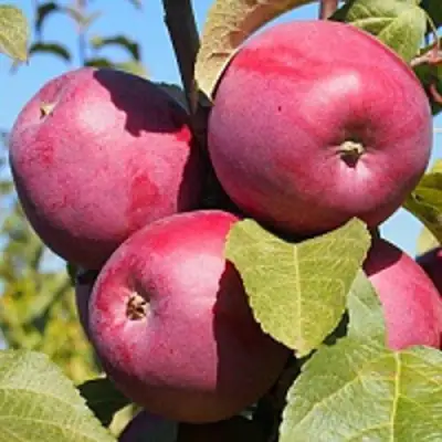 Яблоня ЗОРКА в Могилёве