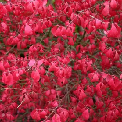 Бересклет КОМПАКТУС  в Могилёве