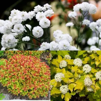 Комплект СОЛНЕЧНЫЙ МИКС в Могилёве