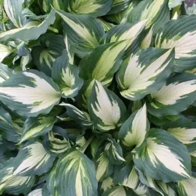 Хоста КРИСМАС КЭНДИ гибридная в Могилёве