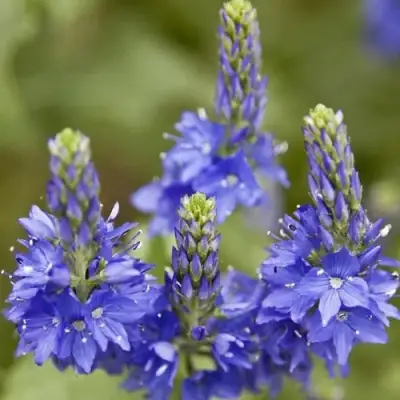 Вероника австрийская в Могилёве