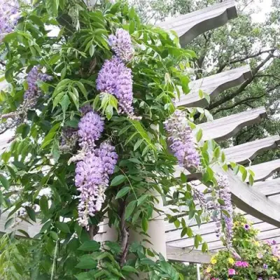 Глициния макростахия БЛЮ МУН в Могилёве