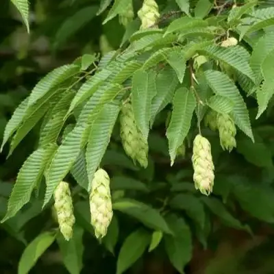 Граб японский в Могилёве