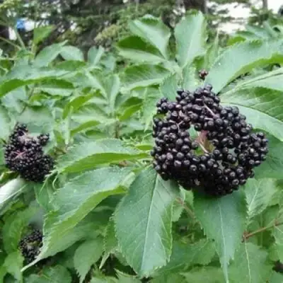 Бузина черная КЛАДЗЕЗЬ в Могилёве