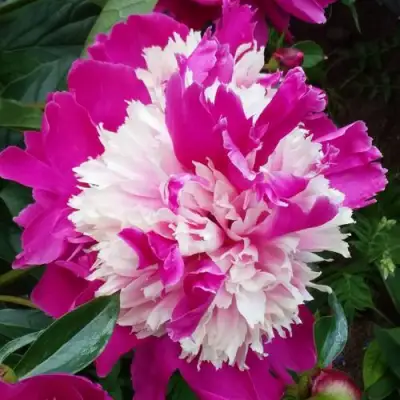 Пион КАПЛЯ РОСЫ травянистый в Могилёве