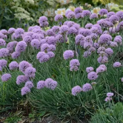 Лук ЛИЗА БЛЮ стареющий в Могилёве