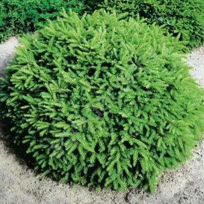 Ель НИДИФОРМИС обыкновенная в Могилёве