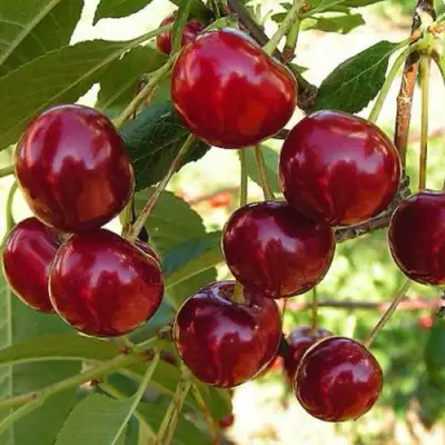 Черешня СЮБАРОВСКАЯ в Могилёве