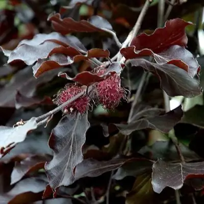 Бук лесной АТРОПУНИЦЕА в Могилёве