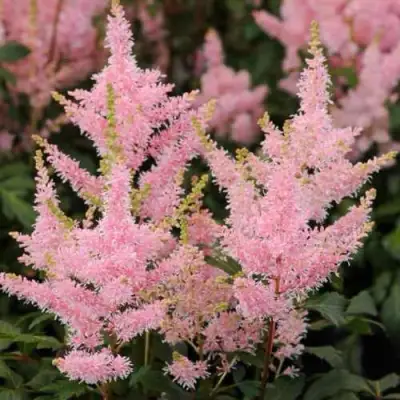 Астильба ЮНИК САЛМОН гибридная в Могилёве