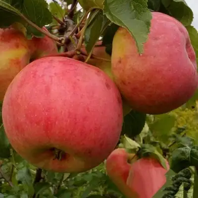 Яблоня БОЛОТОВСКОЕ в Могилёве