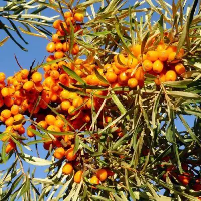 Облепиха ДАР МГУ в Могилёве