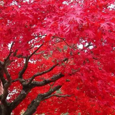 Клен гиннала  в Могилёве