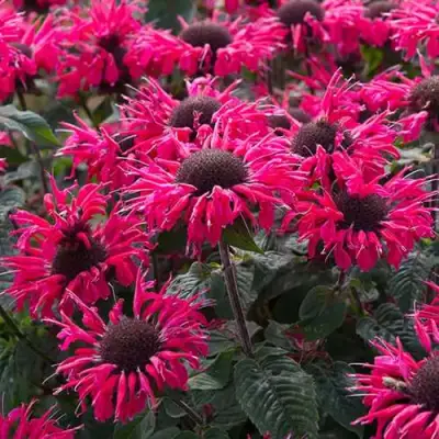 Монарда БИ МЭРИ гибридная в Могилёве