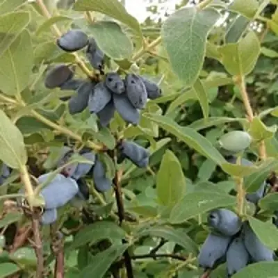 Жимолость съедобная НИМФА (ГАММА) в Могилёве