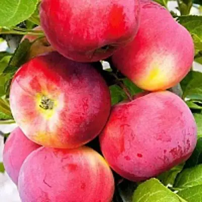 Яблоня СЕРЕБРЯНОЕ КОПЫТЦЕ в Могилёве