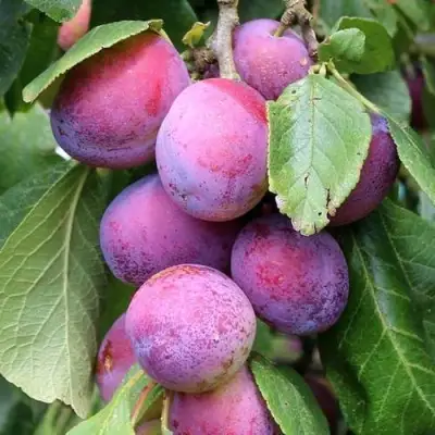 Слива БЛЮ СВИТ колонновидная в Могилёве