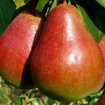 Груша ГЕРА в Могилёве