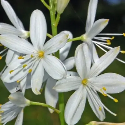 Венечник ветвистый в Могилёве