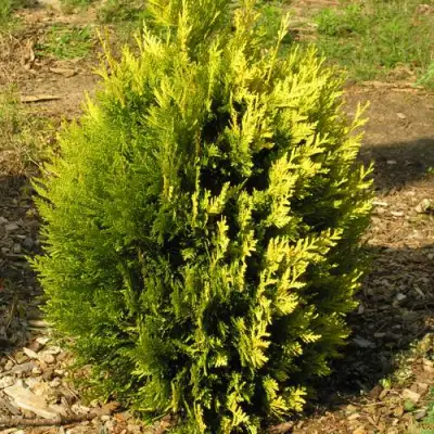 Туя КОППЕР ГОЛД западная в Могилёве