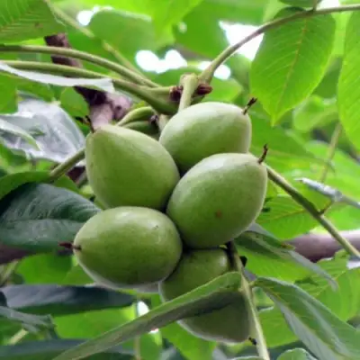 Орех маньчжурский МИЧУРИНЕЦ в Могилёве