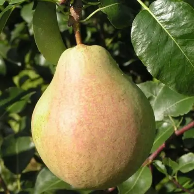 Груша ЛИРА в Могилёве