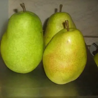 Груша БЕРЕ ЛЮКА в Могилёве