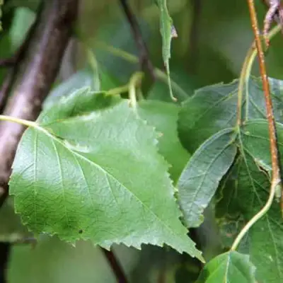 Береза ПОВИСЛАЯ в Могилёве