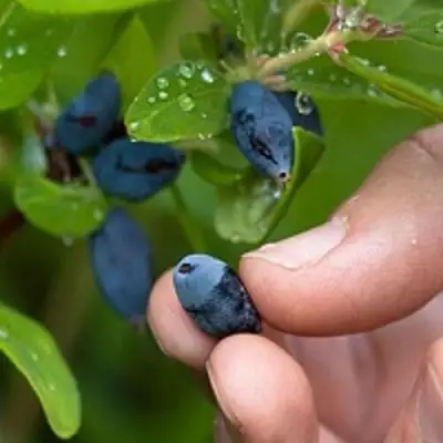 Жимолость съедобная АМФОРА в Могилёве