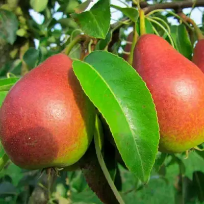 Груша ГЕРА в Могилёве