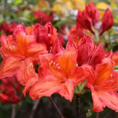 Азалия ЛИЛИНШТЕЙН японская в Могилёве