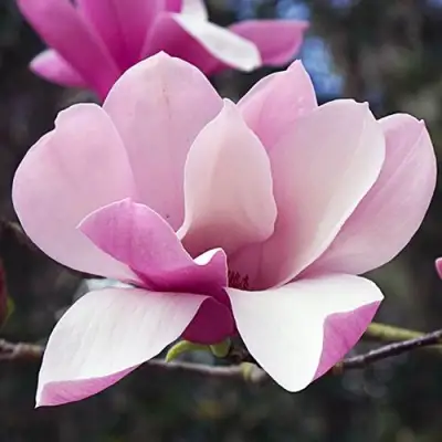 Магнолия РИККИ в Могилёве