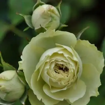 Роза ГРИН ДАЙМОНД миниатюрная в Могилёве