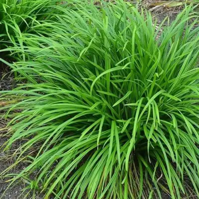 Осока АЙРИШ ГРИН в Могилёве