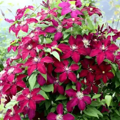 Клематис МАЗОВШЕ в Могилёве