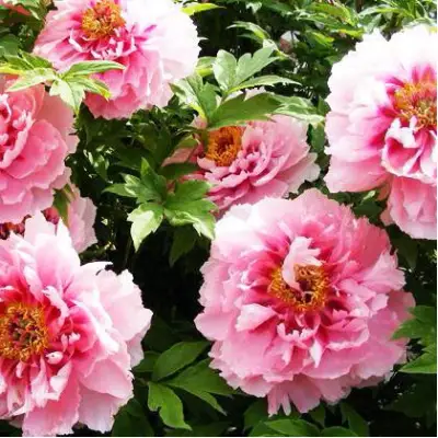 Пион СЕРЕБРИСТЫЙ РУЧЕЙ древовидный в Могилёве