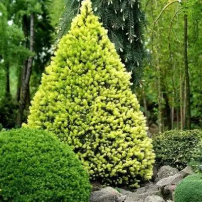 Ель РЕЙНБОУЗ ЭНД сизая в Могилёве