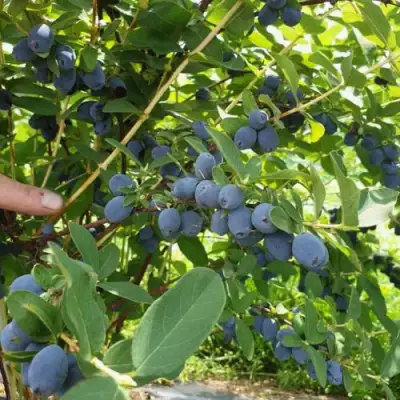Жимолость съедобная КЛУБНИЧНАЯ СЕНСАЦИЯ в Могилёве