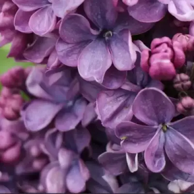 Сирень ВИОЛЕТТА в Могилёве