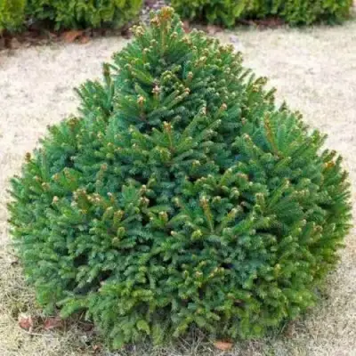 Ель БАРРИ обыкновенная в Могилёве