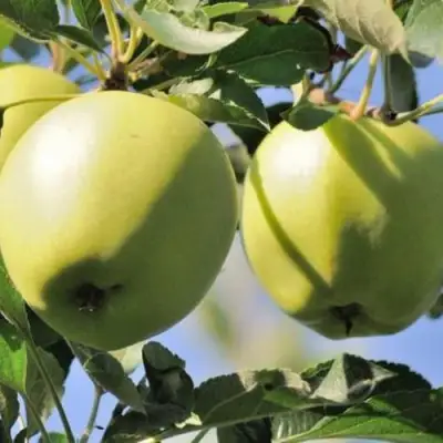 Яблоня САХАРНАЯ в Могилёве