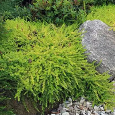 Водяника БЕРНШТЕЙН черная в Могилёве