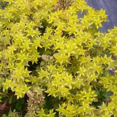 Очиток (седум) ИММЕРГРЮНХЕН в Могилёве