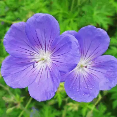 Герань БРУКСАЙД гибридная в Могилёве