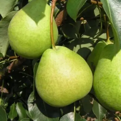 Груша ЛАГОДНАЯ в Могилёве