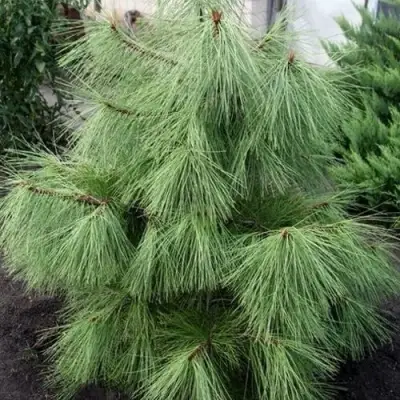 Сосна желтая  в Могилёве