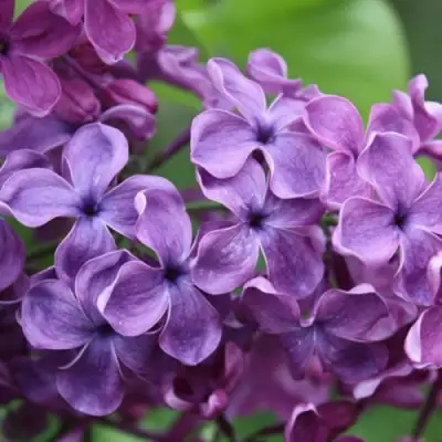 Сирень СУМЕРКИ в Могилёве